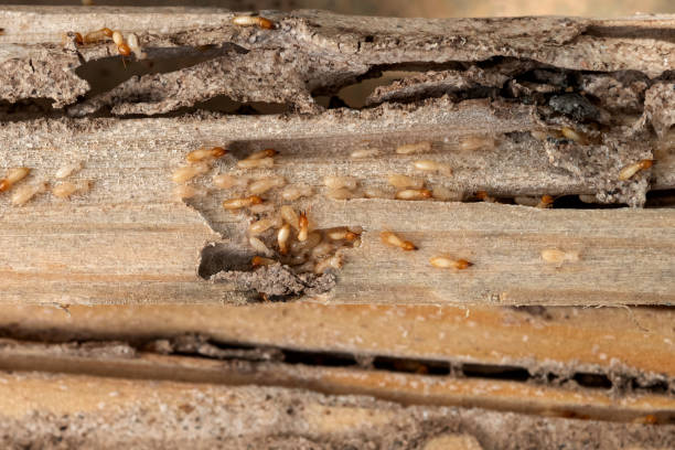 Best Cockroach Control Services  in University City, MO