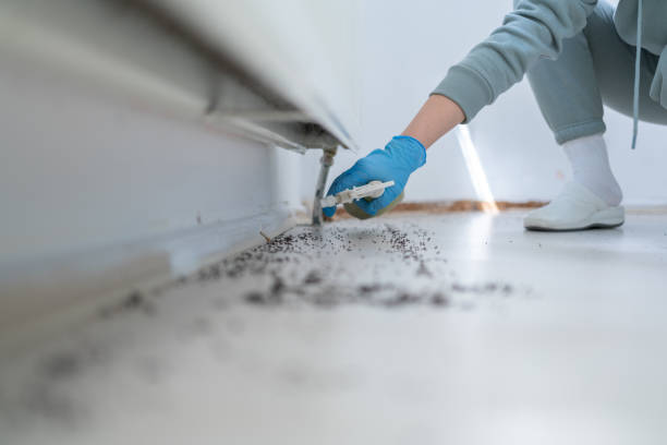 Pest Prevention Services in University City, MO